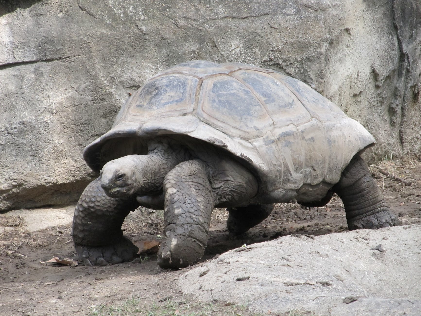 black tortoise standing