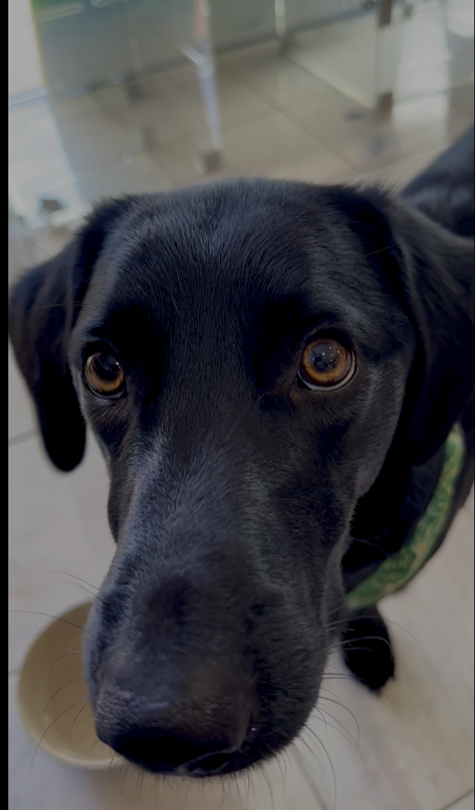 Astro The Wonder Dog — Lithgeek’s Official Shop Mascot